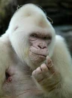 /album/projecte-animals-albins-/floquet-de-neu-png/